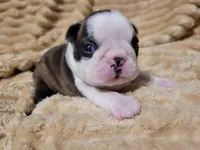🩶 Cocoa 🩶, a female Boston Terrier for sale in Alvarado, TX – 2 of 7