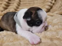 🩶 Cocoa 🩶, a female Boston Terrier for sale in Alvarado, TX – 4 of 7
