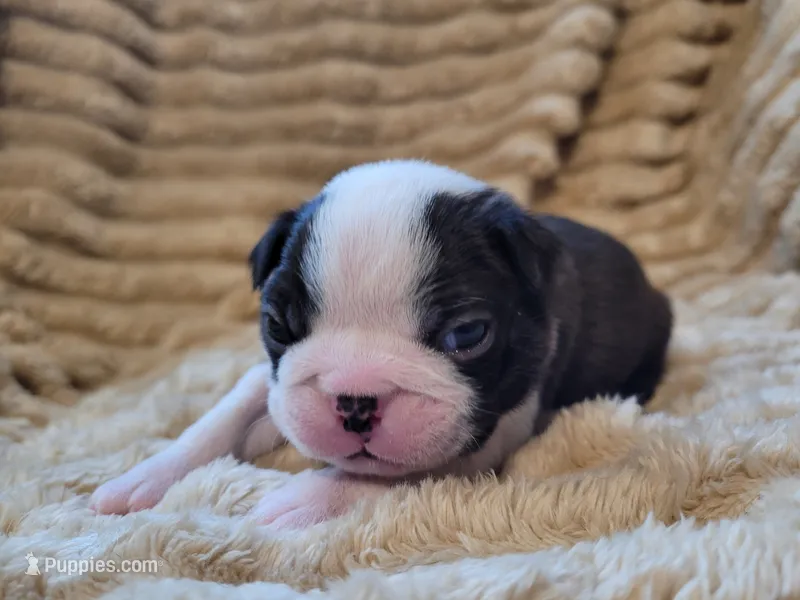 🖤 Charlie 🖤  – Boston Terrier puppy for sale in Alvarado, TX