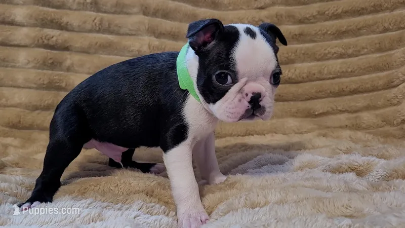 💚 Colt 💚 AKC *Smooshy Face* – Boston Terrier puppy for sale in Alvarado, TX