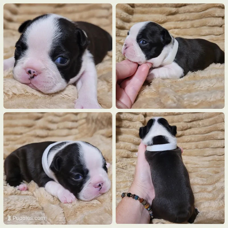 White – Boston Terrier puppy for sale in Alvarado, TX