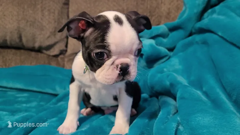 💚 Colt 💚 AKC *Very Small* – Boston Terrier puppy for sale in Alvarado, TX