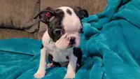💚 Colt 💚 AKC *Very Small*, a male Boston Terrier for sale in Alvarado, TX – 2 of 8