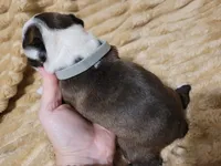 🩶 Cocoa 🩶, a female Boston Terrier for sale in Alvarado, TX – 6 of 7