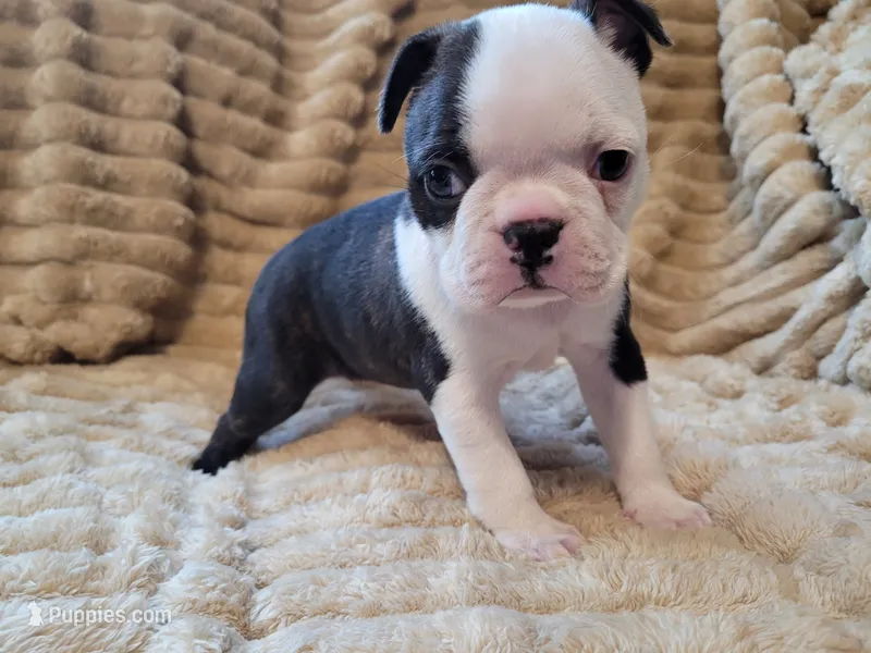 🩷 Bree 🩷 AKC – Boston Terrier puppy for sale in Alvarado, TX
