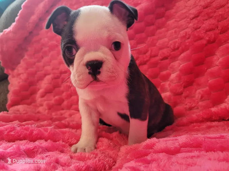 🩷 Bree 🩷 AKC – Boston Terrier puppy for sale in Alvarado, TX