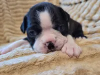 ❤️ Carter ❤️, a male Boston Terrier for sale in Alvarado, TX – 3 of 7
