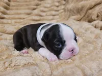 💟 CiCi 💟, a female Boston Terrier for sale in Alvarado, TX – 3 of 6