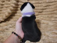💜 Callie 💜, a female Boston Terrier for sale in Alvarado, TX – 4 of 5