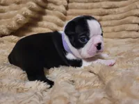 💜 Callie 💜, a female Boston Terrier for sale in Alvarado, TX – 3 of 5