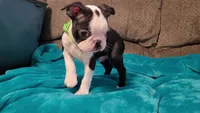 💚 Colt 💚 AKC *Very Small*, a male Boston Terrier for sale in Alvarado, TX – 5 of 8