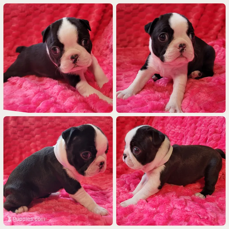 💟 CiCi 💟 AKC – Boston Terrier puppy on hold in Alvarado, TX