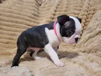 🩷 Bree 🩷  AKC *Last Female*, a female Boston Terrier for sale in Alvarado, TX – 6 of 6