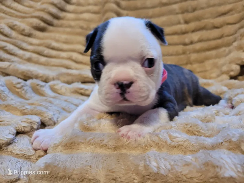 🩷 Bree 🩷 AKC – Boston Terrier puppy for sale in Alvarado, TX