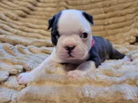 🩷 Bree 🩷 AKC, a female Boston Terrier for sale in Alvarado, TX – 1 of 5