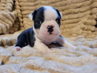 🩵 Bella 🩵 AKC, a female Boston Terrier for sale in Alvarado, TX – 4 of 5