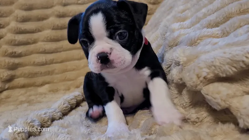 ❤️ Charlie ❤️ AKC – Boston Terrier puppy for sale in Alvarado, TX