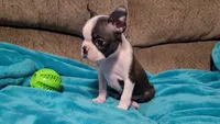 🖤 Peanut 🖤 Teeny Tiny, a male Boston Terrier for sale in Alvarado, TX – 3 of 5