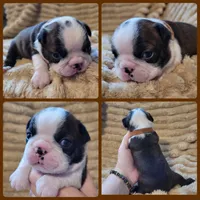 🤎 Cooper 🤎, a male Boston Terrier for sale in Alvarado, TX – 7 of 7