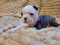 🩷 Bree 🩷 AKC, a female Boston Terrier for sale in Alvarado, TX – 3 of 5