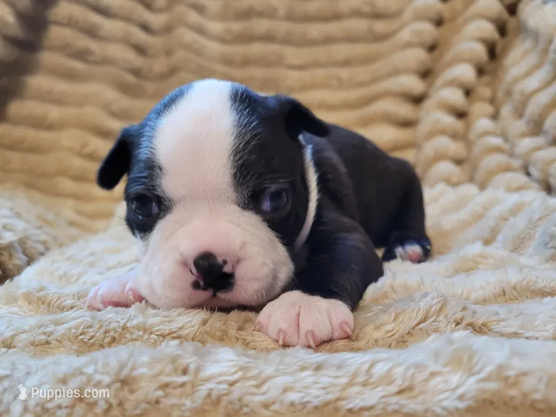 💙 Cowboy 💙 – Boston Terrier puppy for sale in Alvarado, TX