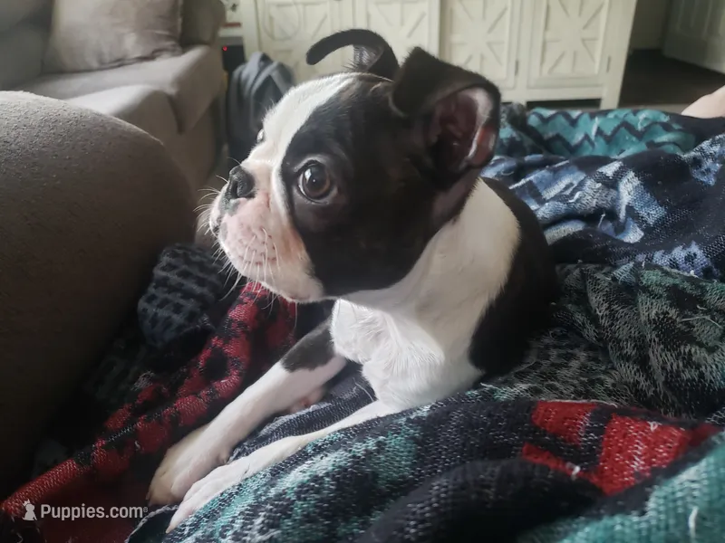 💜 Elfie 💜 AKC TINY  – Boston Terrier puppy for sale in Alvarado, TX