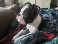 💜 Elfie 💜 AKC TINY , a female Boston Terrier for sale in Alvarado, TX – 1 of 10