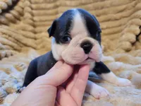 💜 Betty 💜 AKC, a female Boston Terrier for sale in Alvarado, TX – 3 of 4