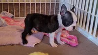 🖤 Tater Tot 🖤 Teeny Tiny, a male Boston Terrier for sale in Alvarado, TX – 3 of 5