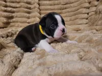 💛 Cookie 💛, a female Boston Terrier for sale in Alvarado, TX – 4 of 7