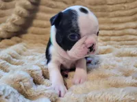 💚 Colt 💚, a male Boston Terrier for sale in Alvarado, TX – 2 of 7