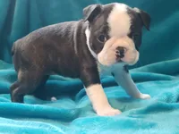 processed/57ab32c7-ed27-4eb2-bbd0-cc0daf3b5878/listing/27f166a2-eb9a-4b90-98bb-604d2c2d92fc/35d16cac-17bc-494a-a443-db9efc8faabc