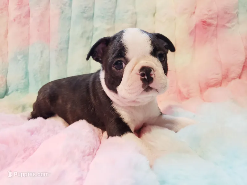 🌻 Sunny 🌻 AKC Tx