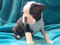 processed/57ab32c7-ed27-4eb2-bbd0-cc0daf3b5878/listing/27f166a2-eb9a-4b90-98bb-604d2c2d92fc/e9d74d5a-29a7-43e1-b0eb-2cc8c7fad02c