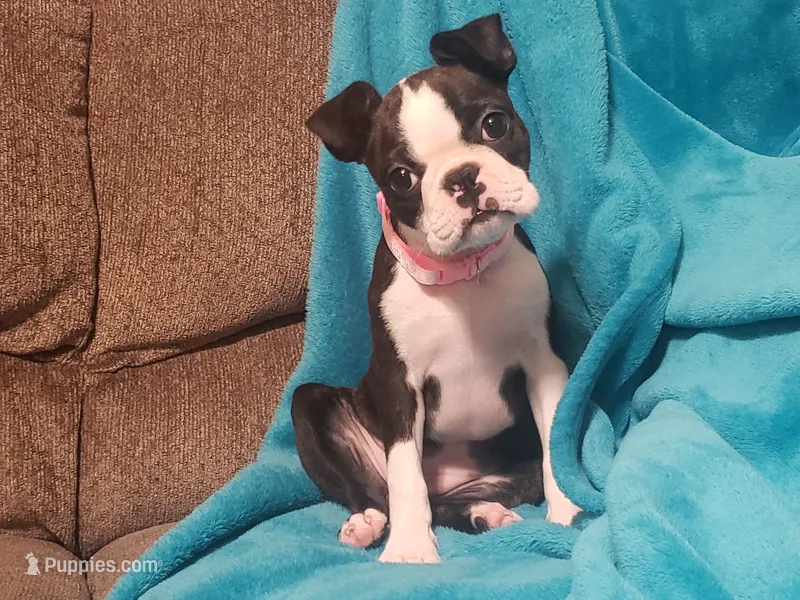 💜 Elfie 💜 AKC TINY TINY – Boston Terrier puppy for sale in Alvarado, TX