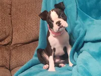 💜 Elfie 💜 AKC TINY TINY, a female Boston Terrier for sale in Alvarado, TX – 6 of 9