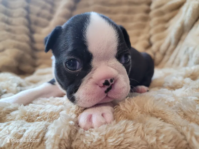 💟 CiCi 💟 AKC – Boston Terrier puppy for sale in Alvarado, TX