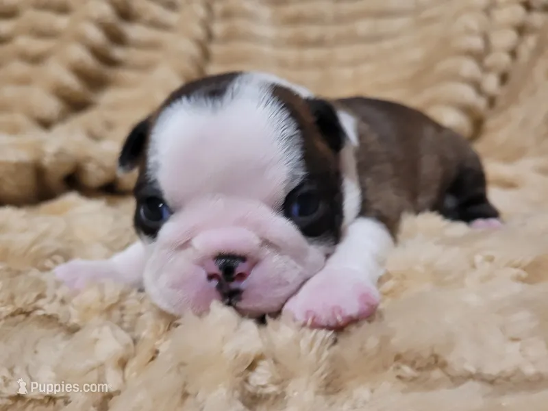 🩶 Cocoa 🩶 – Boston Terrier puppy for sale in Alvarado, TX