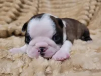 🩶 Cocoa 🩶, a female Boston Terrier for sale in Alvarado, TX – 1 of 7