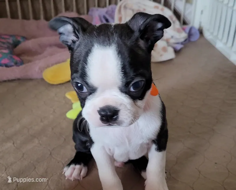 🧡 Cody 🧡 AKC *Perfect Markings* – Boston Terrier puppy for sale in Alvarado, TX