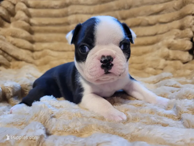 🩵 Bella 🩵 AKC – Boston Terrier puppy for sale in Alvarado, TX