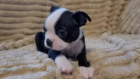 💙 Cowboy 💙 AKC Tuxedo, a male Boston Terrier for sale in Alvarado, TX – 5 of 7