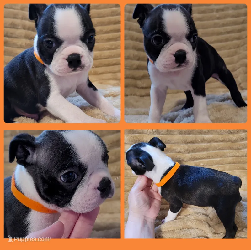 🧡 Cody 🧡 AKC – Boston Terrier puppy for sale in Alvarado, TX