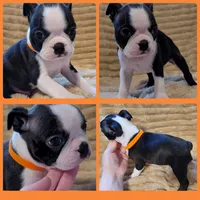 🧡 Cody 🧡 AKC *Perfect Markings*, a male Boston Terrier for sale in Alvarado, TX – 8 of 8