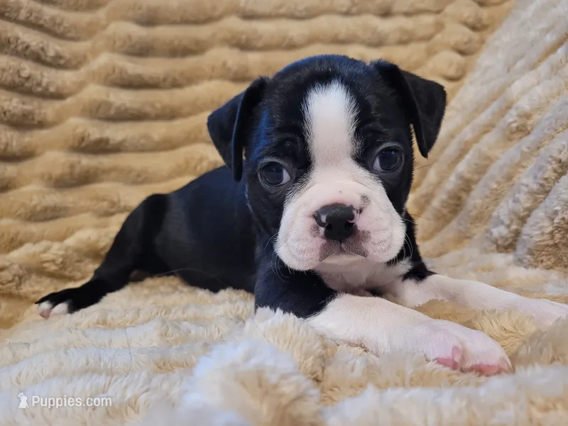 ❤️ Charlie ❤️ AKC – Boston Terrier puppy for sale in Alvarado, TX