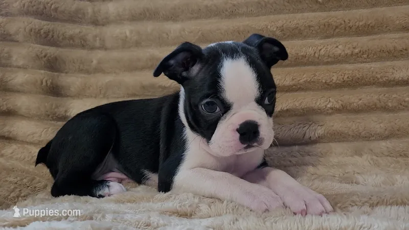🧡 Cody 🧡 AKC *Perfect Markings* – Boston Terrier puppy for sale in Alvarado, TX