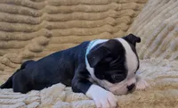 💙 Cowboy 💙 AKC Tuxedo, a male Boston Terrier for sale in Alvarado, TX – 4 of 7