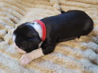 ❤️ Carter ❤️, a male Boston Terrier for sale in Alvarado, TX – 6 of 7
