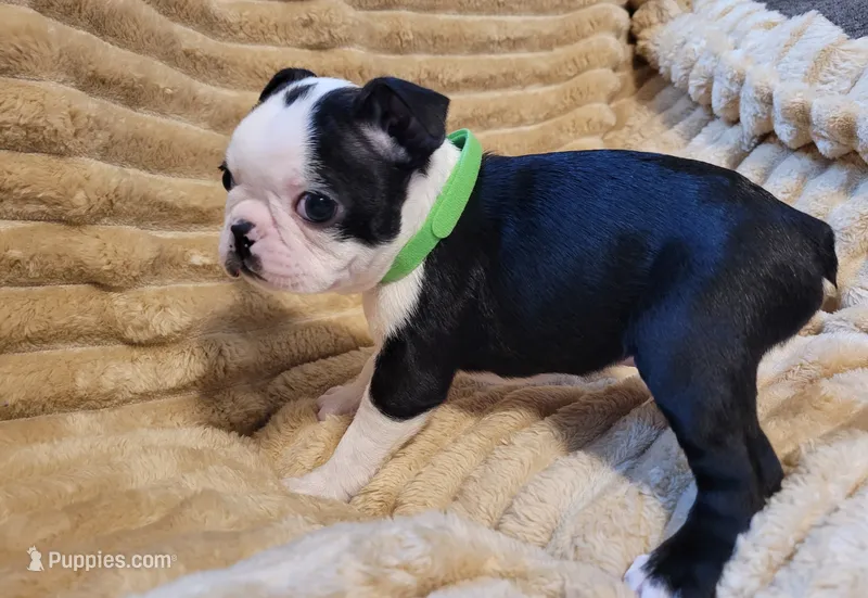 💚 Colt 💚 AKC *Smooshy Face* – Boston Terrier puppy for sale in Alvarado, TX