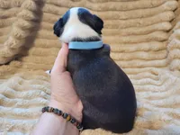 💙 Cowboy 💙, a male Boston Terrier for sale in Alvarado, TX – 6 of 7